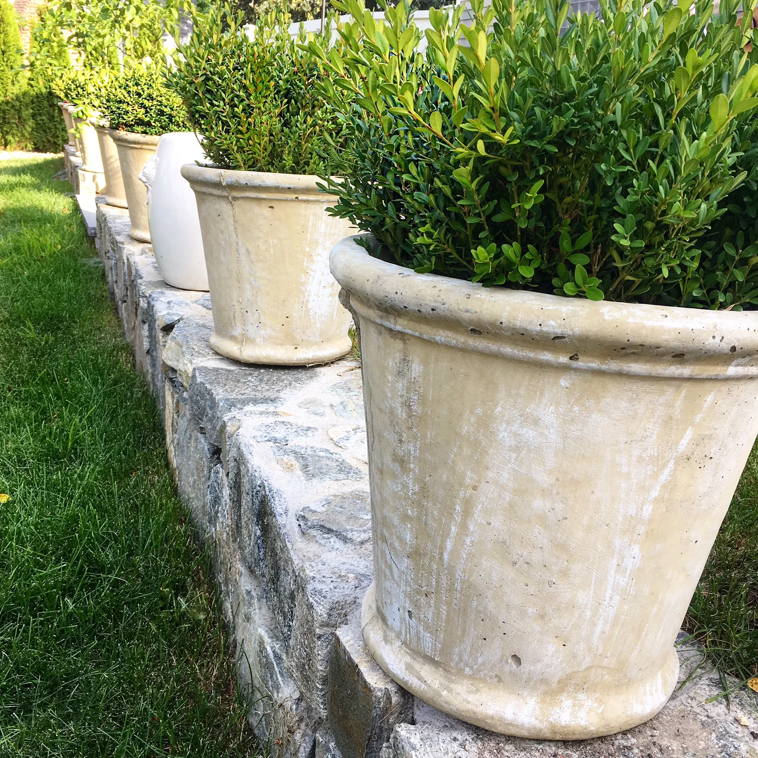 Pretty boxwoods all in a row