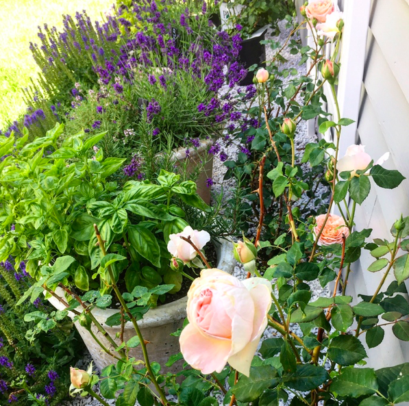 What's better than English roses, lavender, basil and rosemary?