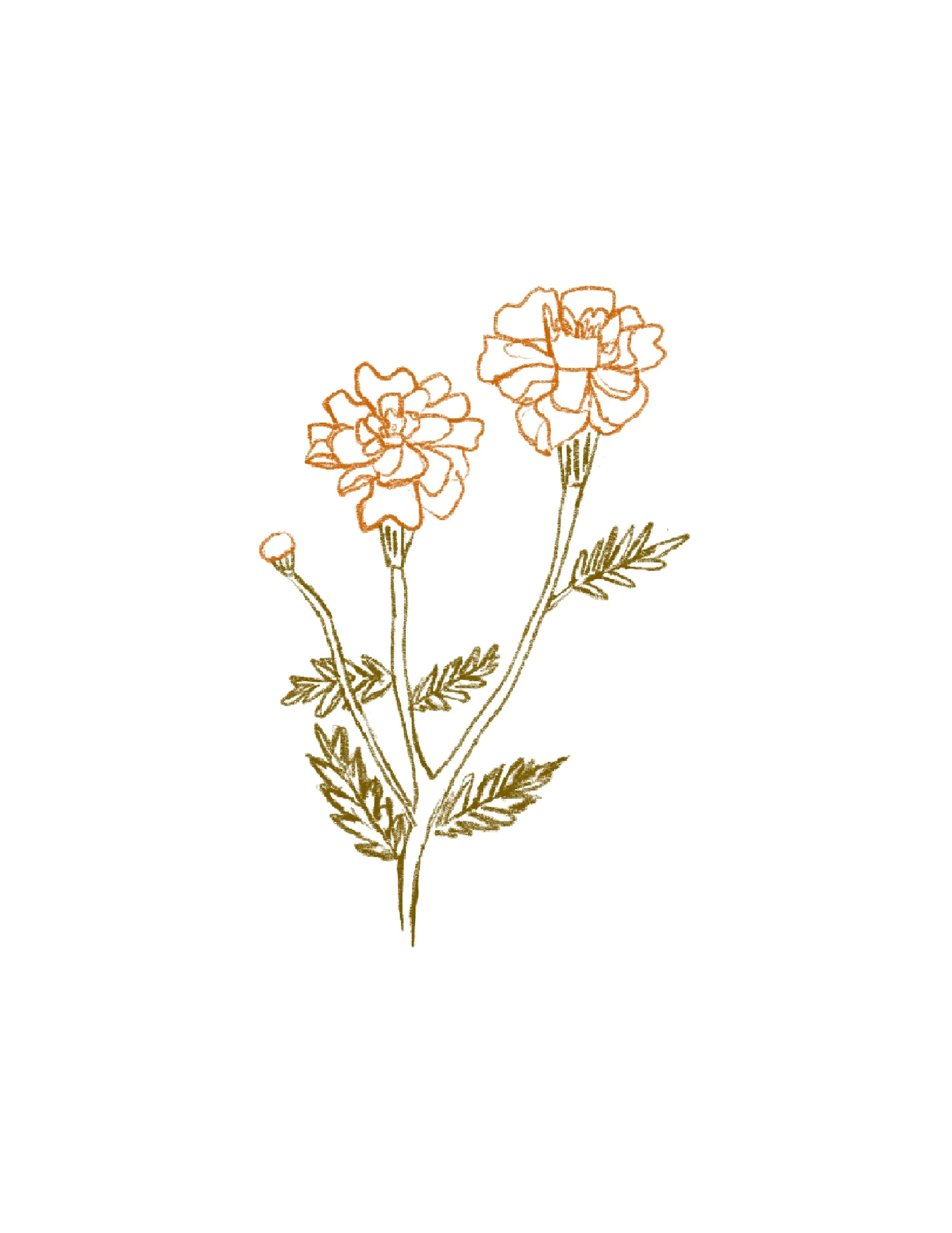 Marigold  (1).jpg