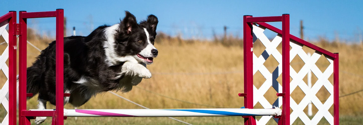 dog agility class near me