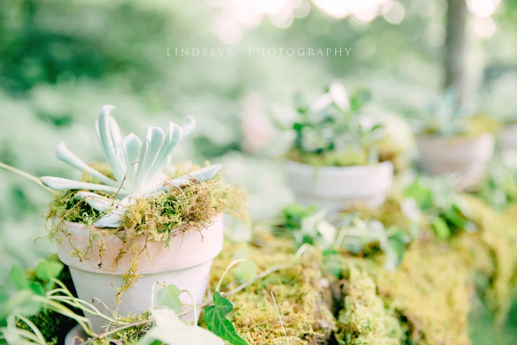succulents.jpg