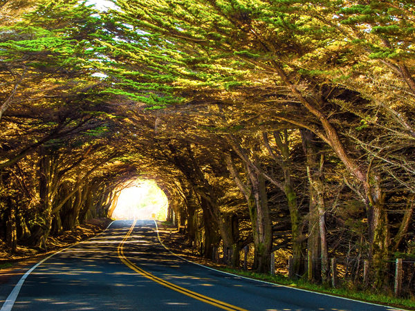 tree-tunnel-california.jpg