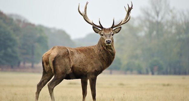 red-deer-antlers-makemesomethingspecial.com_-1.jpg
