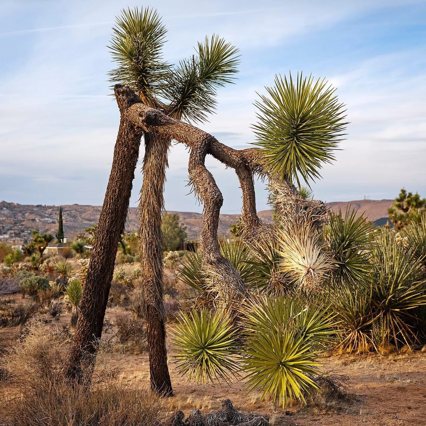 &ldquo;Some of natures imperfect creations are its most beautiful.&rdquo; Heather Hummell.  #joshuatree  #yuccavalley #weddinginthedesert #nature #tumbleweed #labyrinths #ceremony #pioneertown #onourproperty #marraige
