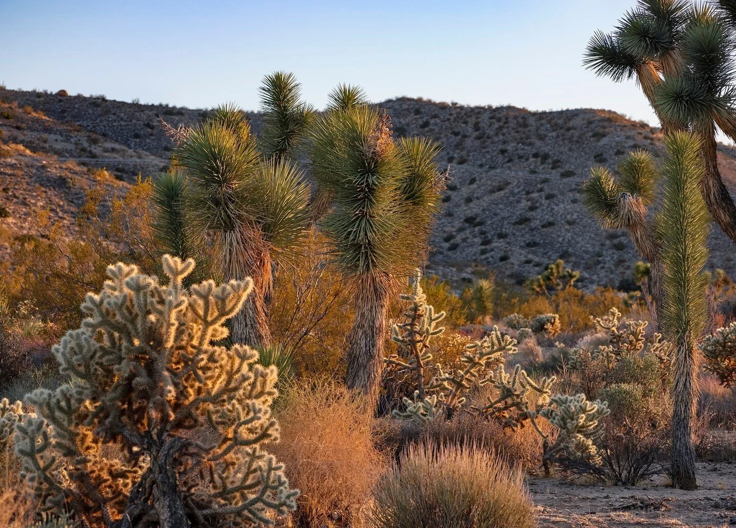 &ldquo;To walk in nature is to witness a thousand miracles&rdquo; -Mary Davis 🌵 | Photo: @millicentharvey