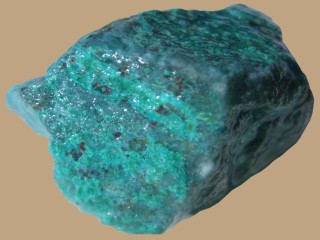 Chryso1.jpg