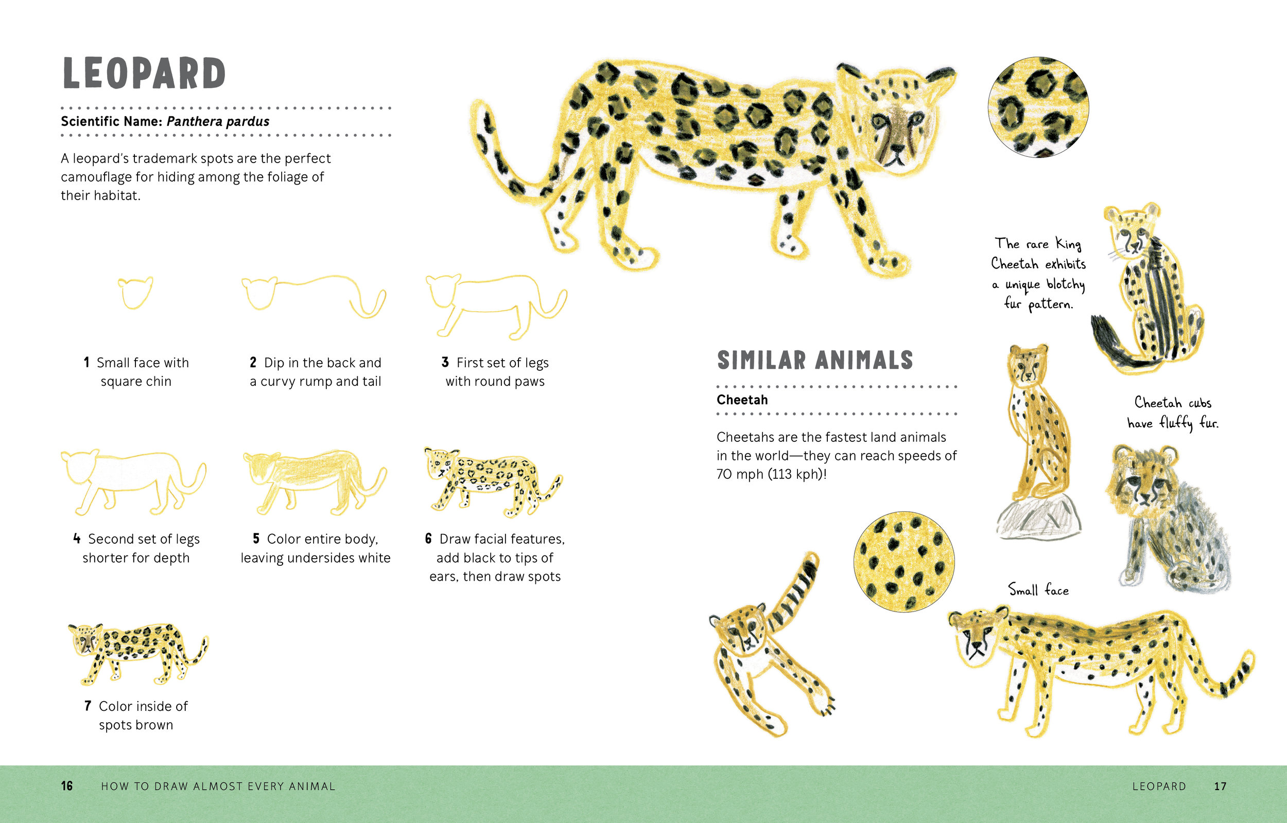 How to Draw Almost Every Animal 16.17.jpg