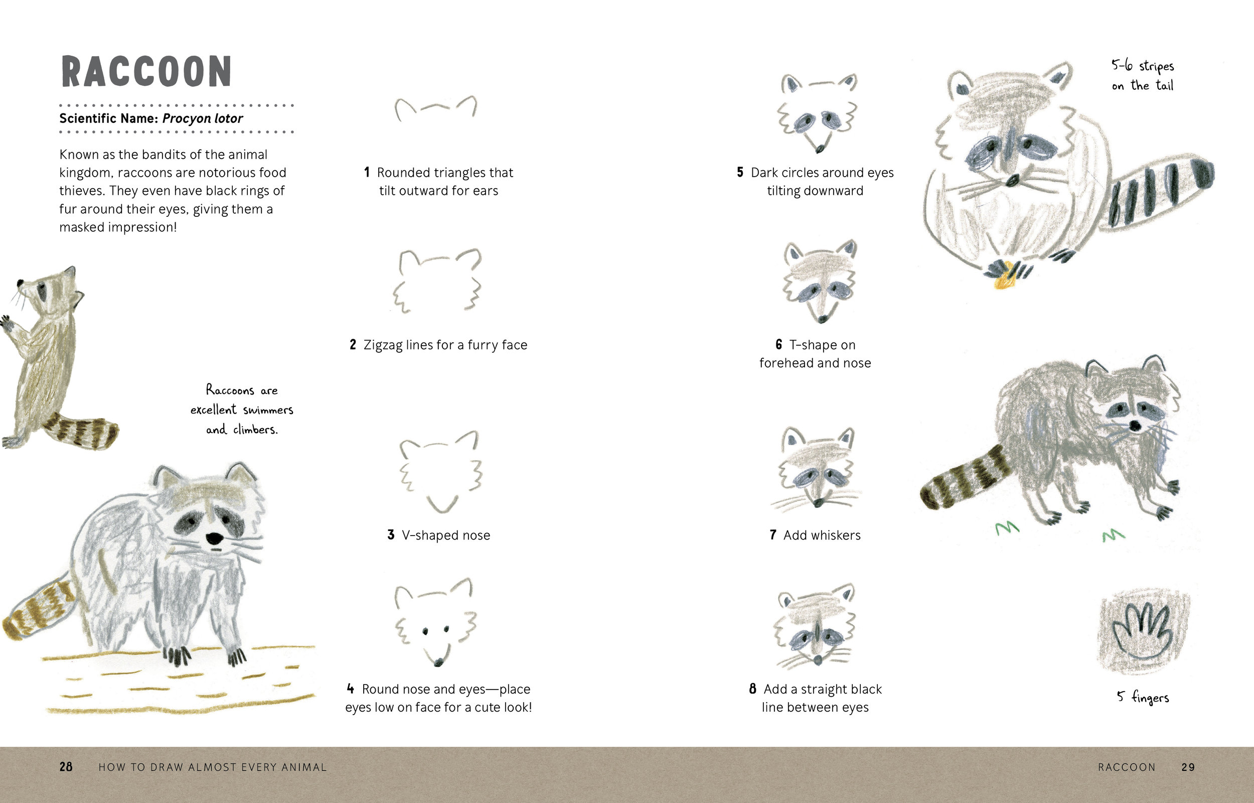 How to Draw Almost Every Animal 28.29.jpg