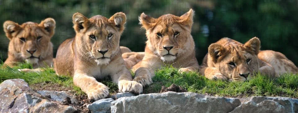 The lions at Folly Farm