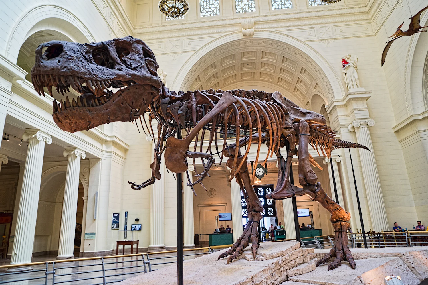 PHOTO: THE FIELD MUSEUM