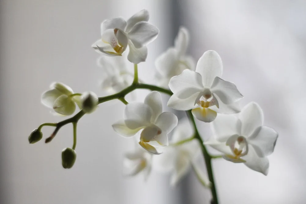 white orchid.jpg