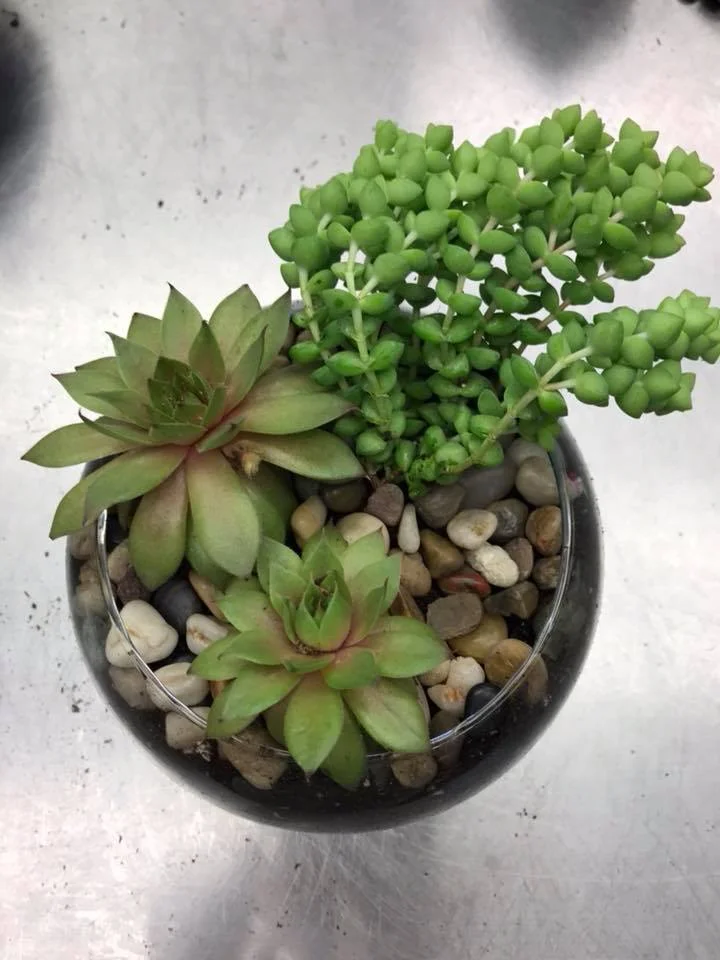 succulents3.jpg