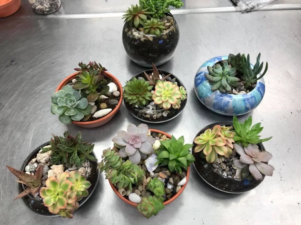 succulents4.jpg