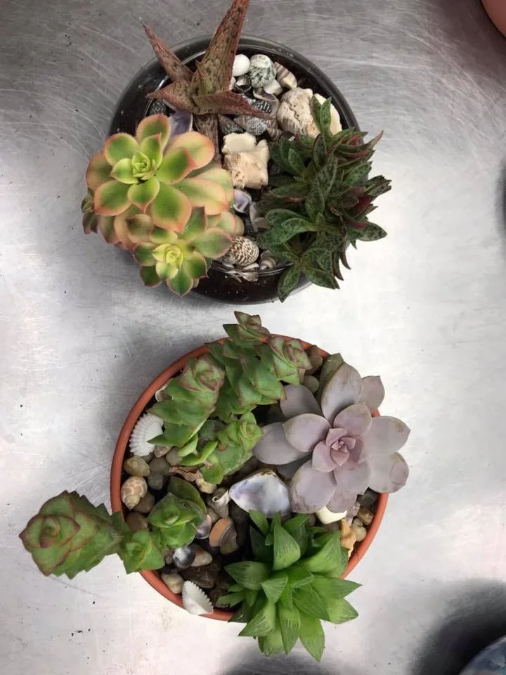 succulents6.jpg