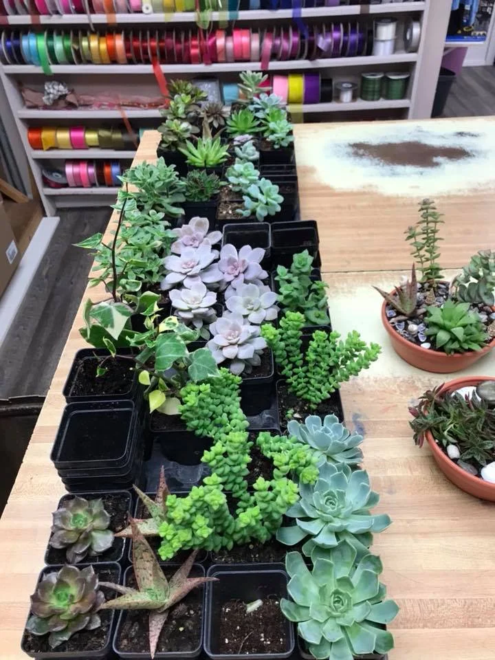 succulents9.jpg