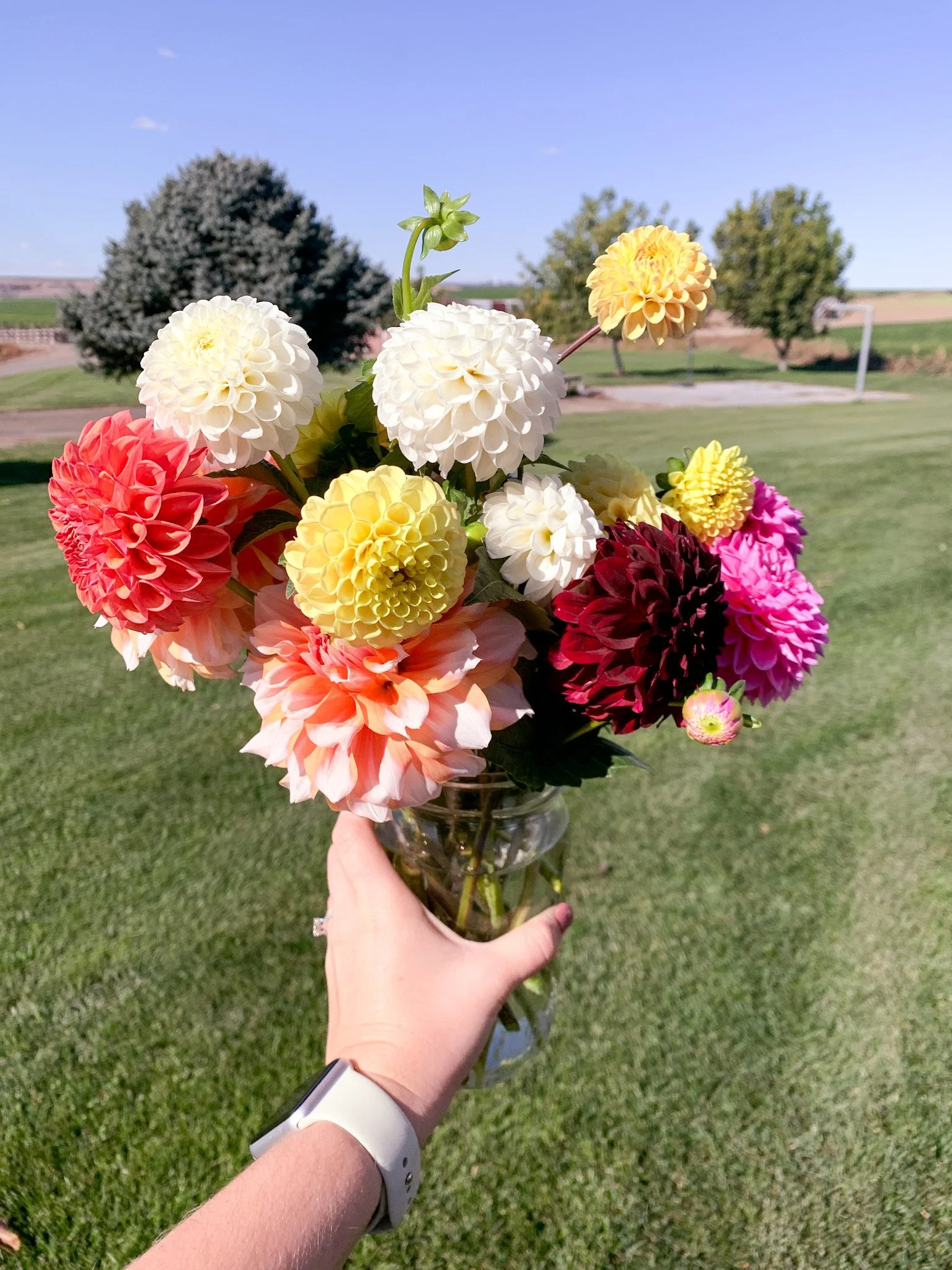 What I Learned From my First Year Growing Dahlias