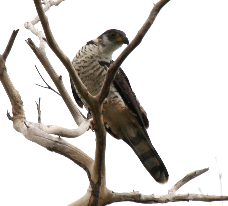 juvenile Hook-billed Kite perched.jpg