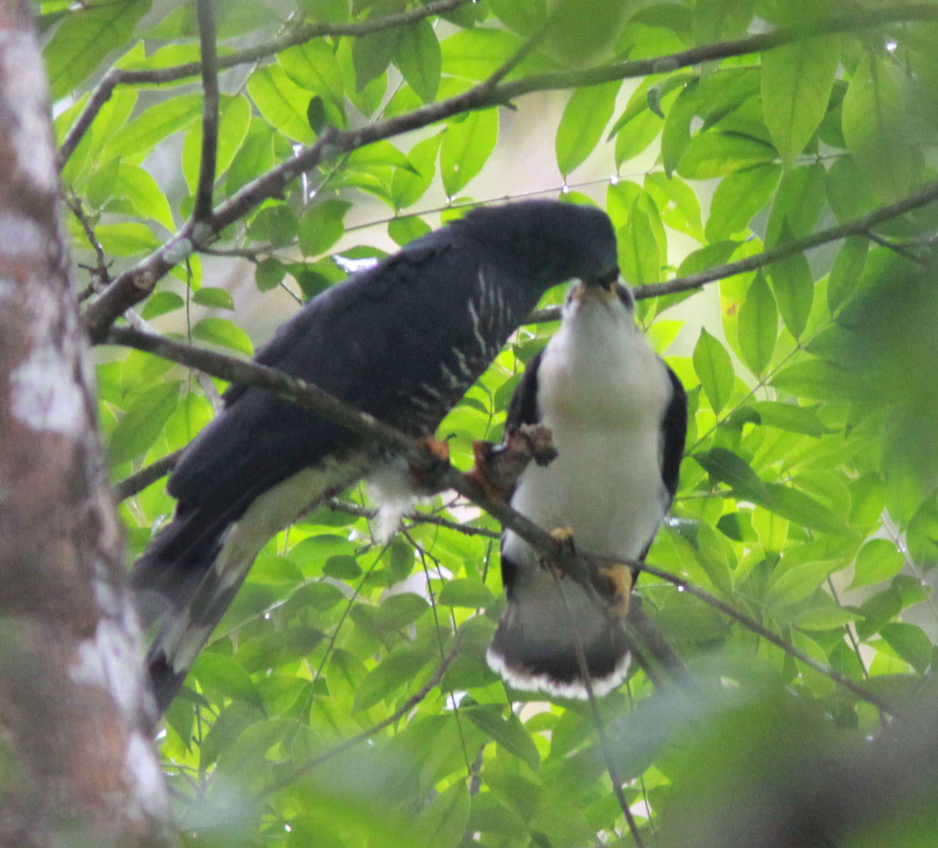 HBKI nest2 male feeding fledgling 2014.jpg