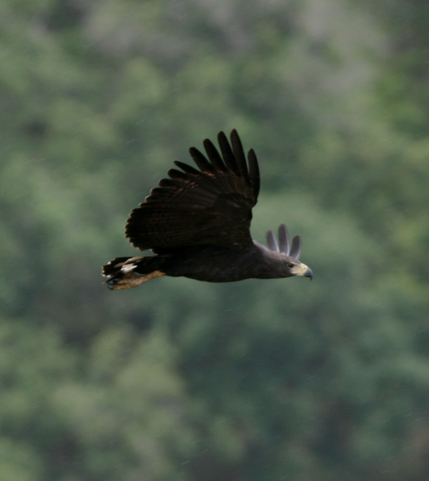 Solitary Eagle Project.JPG