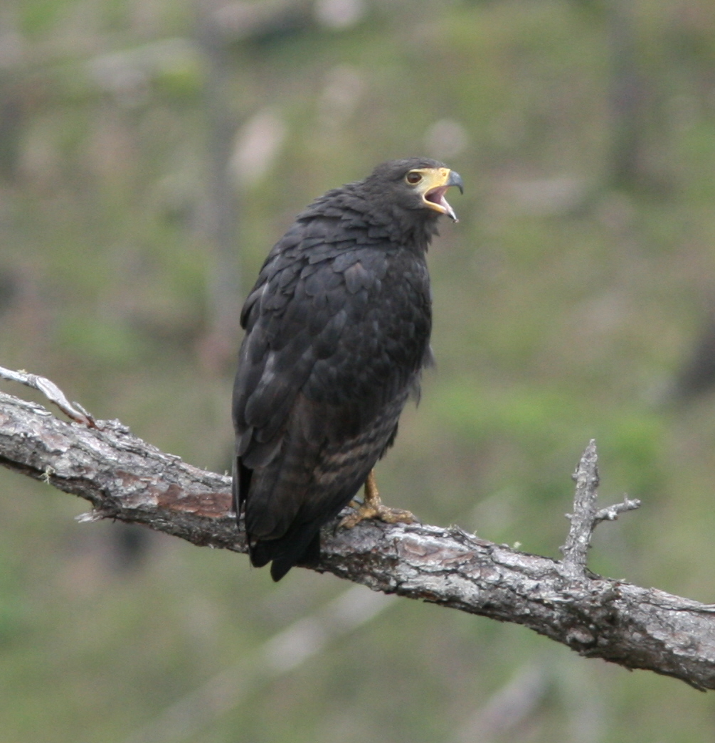 Solitary Eagle adult calling.jpg