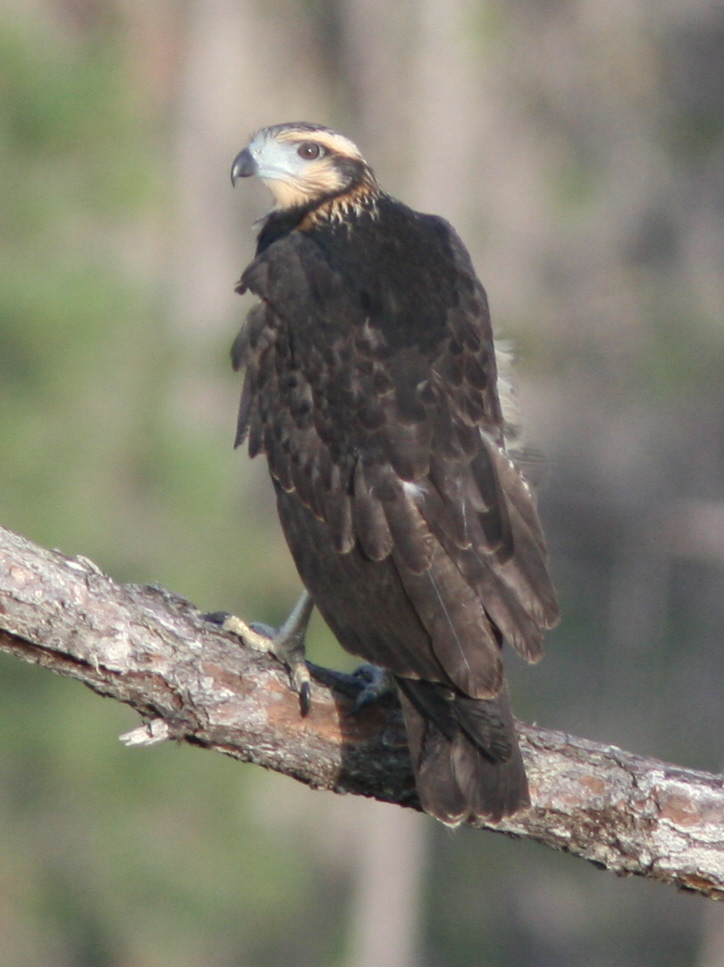 juvenile Solitary Eagle fledged.jpg