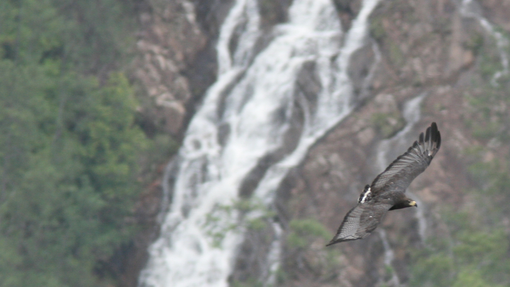 Solitary Eagle waterfall.jpg