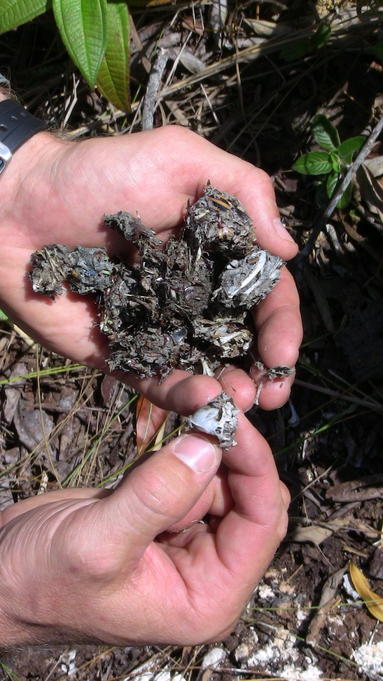 Stygian Owl pellets collected from a roost site.JPG