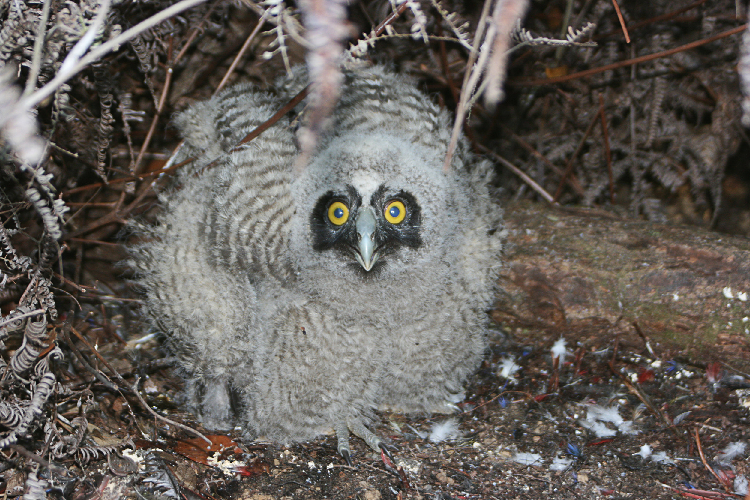 Nestling Stygian Owl.jpg