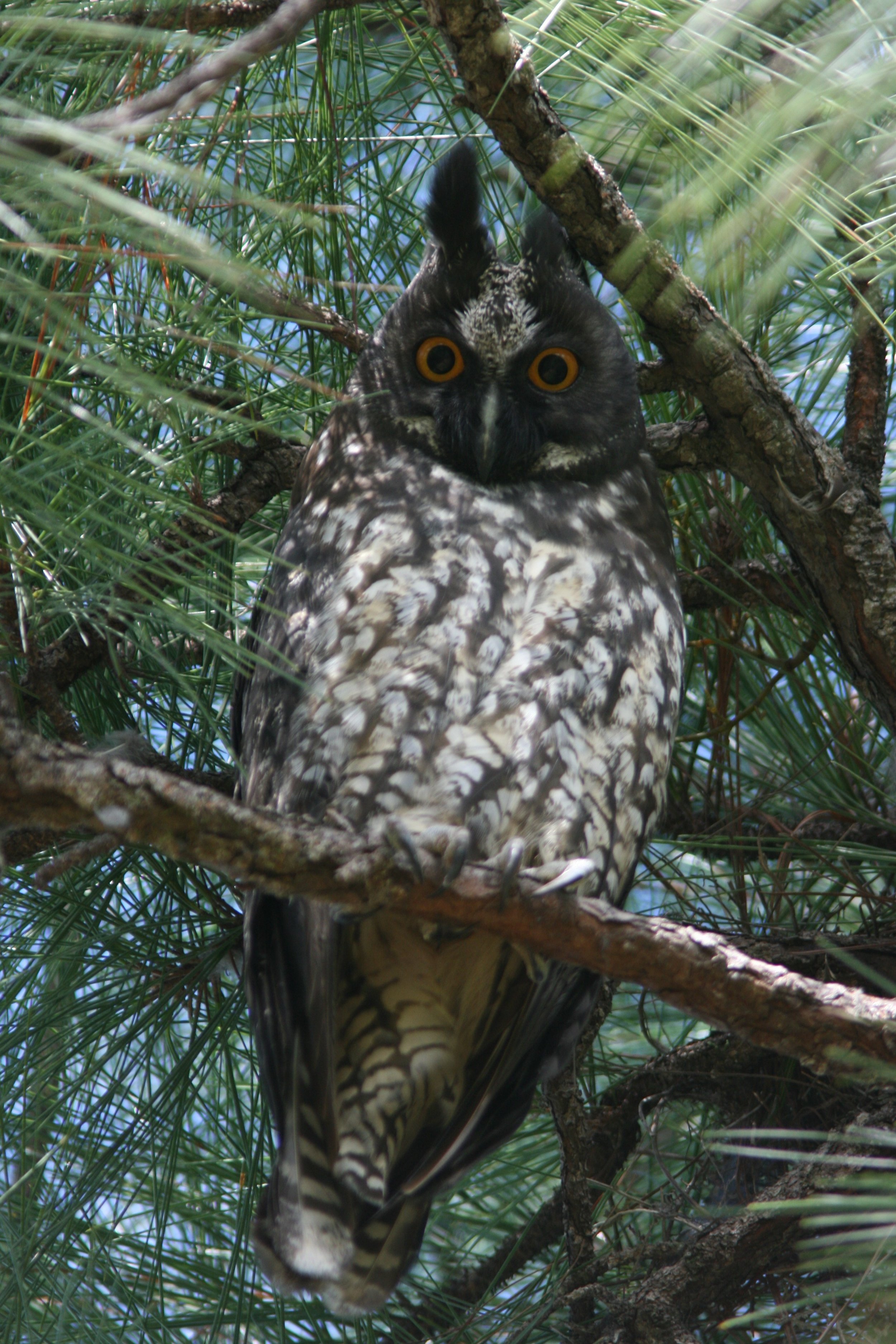 Stygian Owl (2).JPG