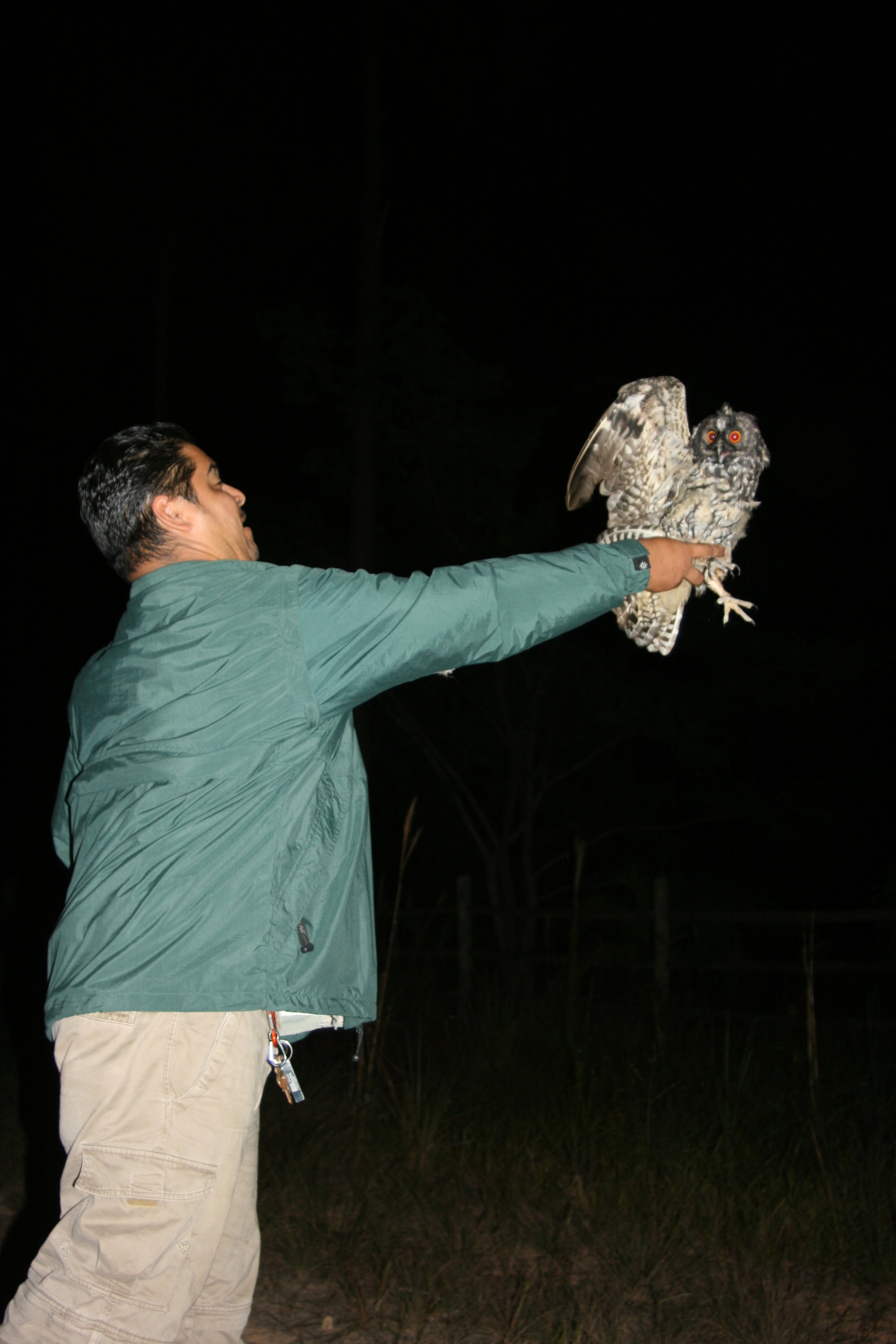 Stygian Owl Project releasing tagged owl.JPG