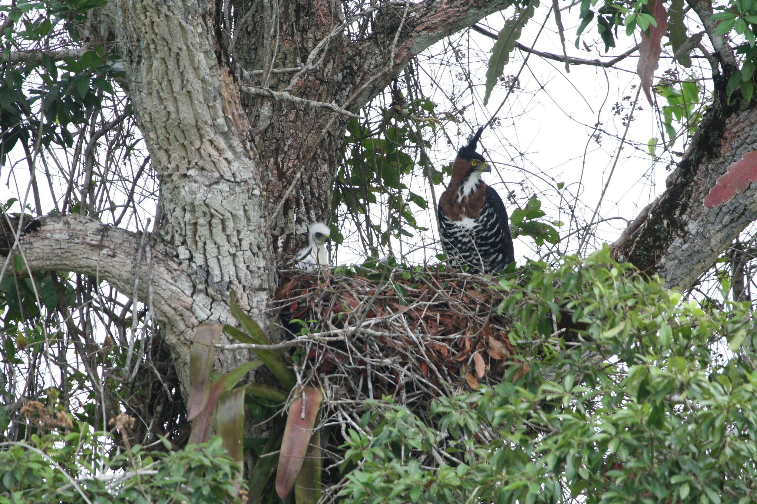 Ornate Hawk-Eagle nest with adult female and nestling.jpg