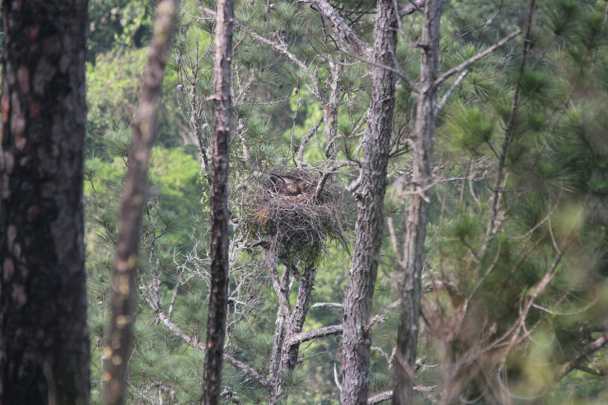 Female incubating IMG_5257.JPG