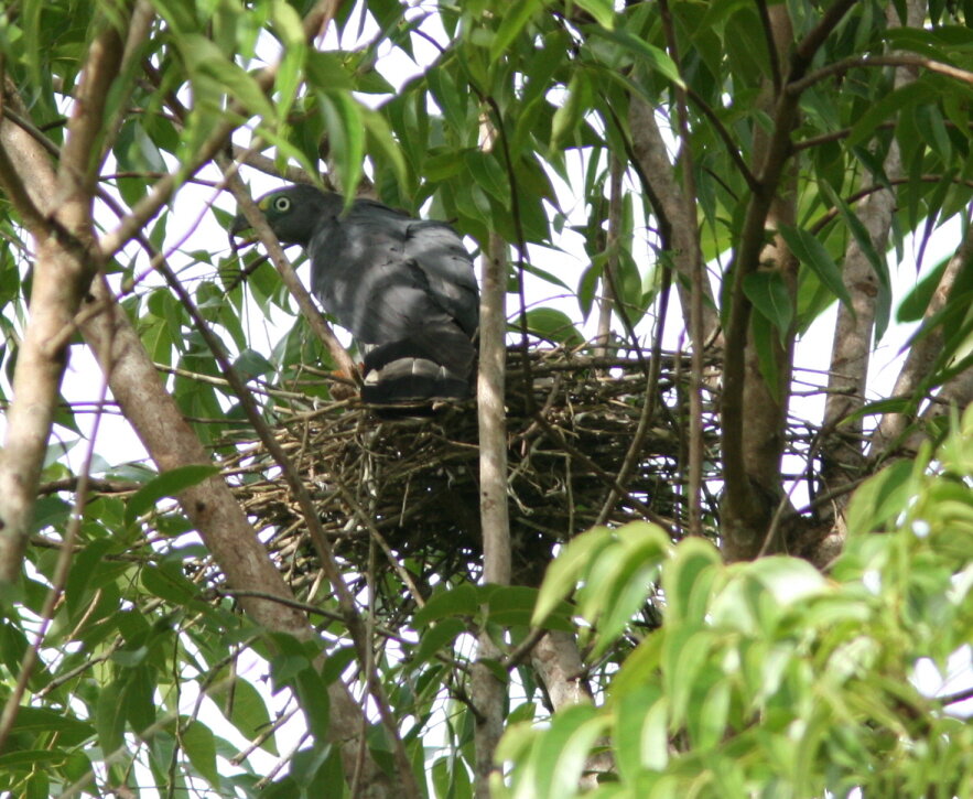 Male HBKI on nest R. Phillips 14 Aug.JPG