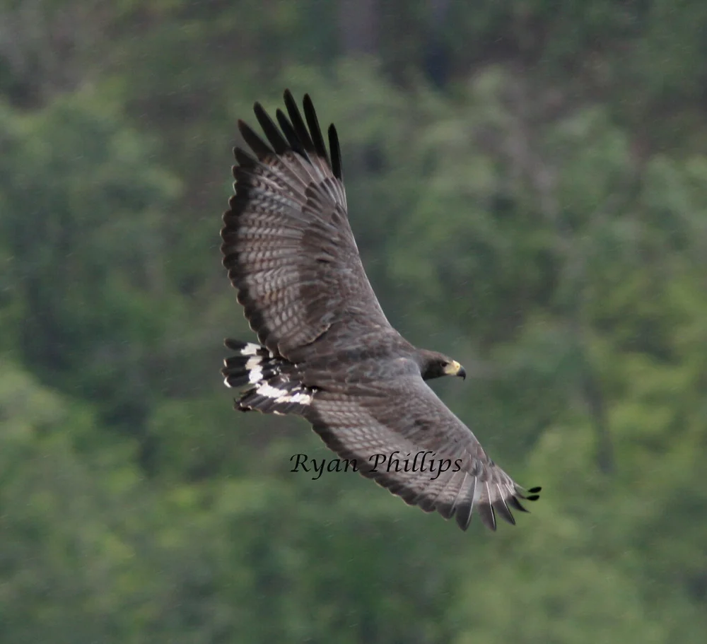 Belize Bird Conservancy