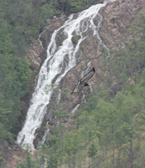 Adult Solitary Eagle soaring over the nest-site.jpg