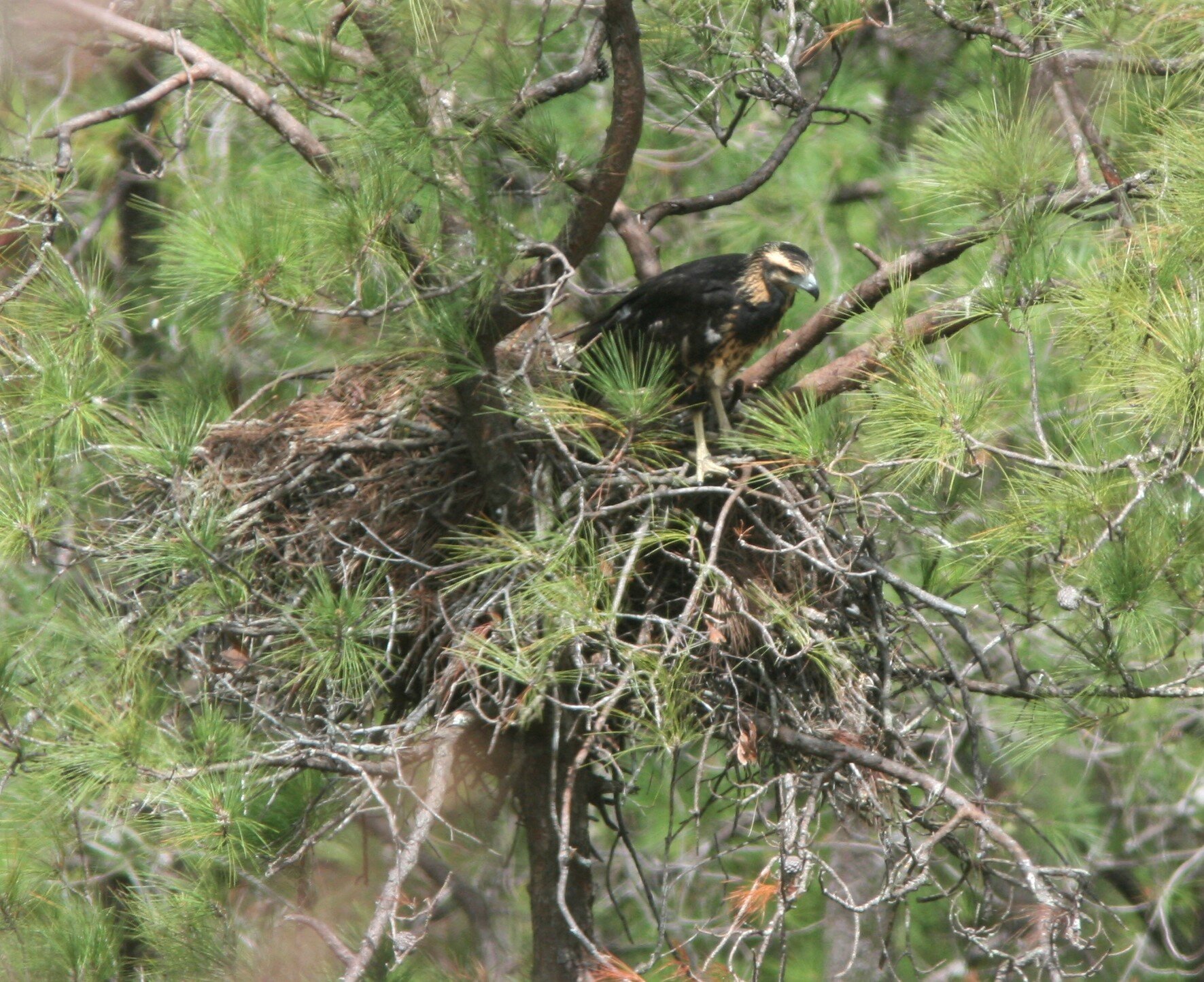 Solitary Eagle juvenile on nest Ryan Phillips.jpg