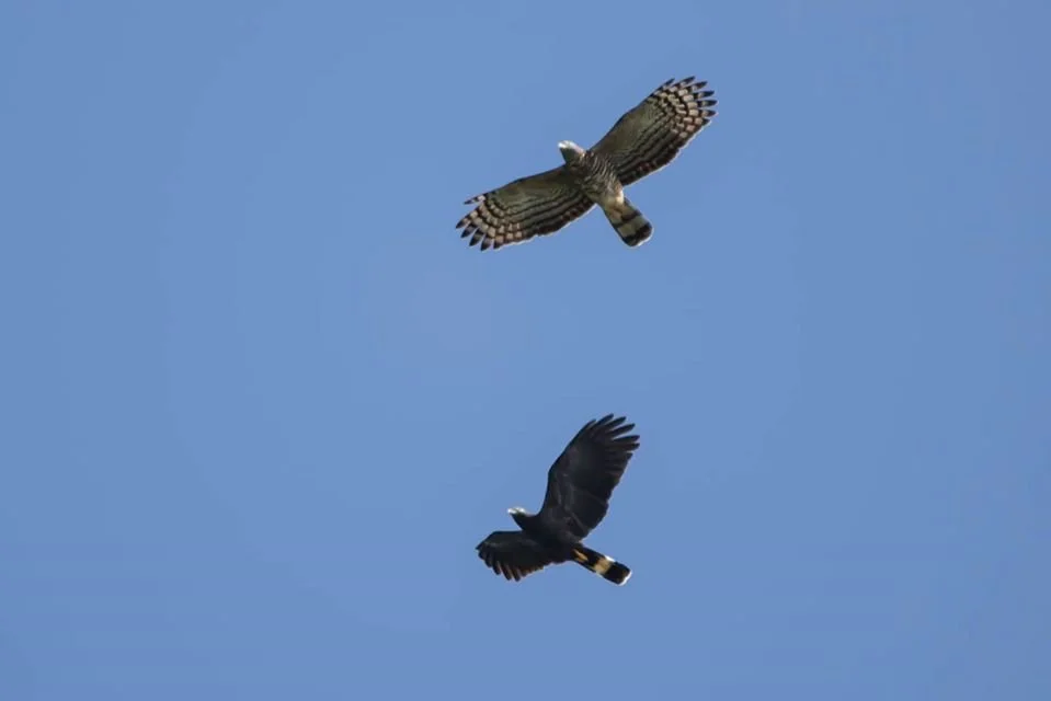 HBKI pair .jpg