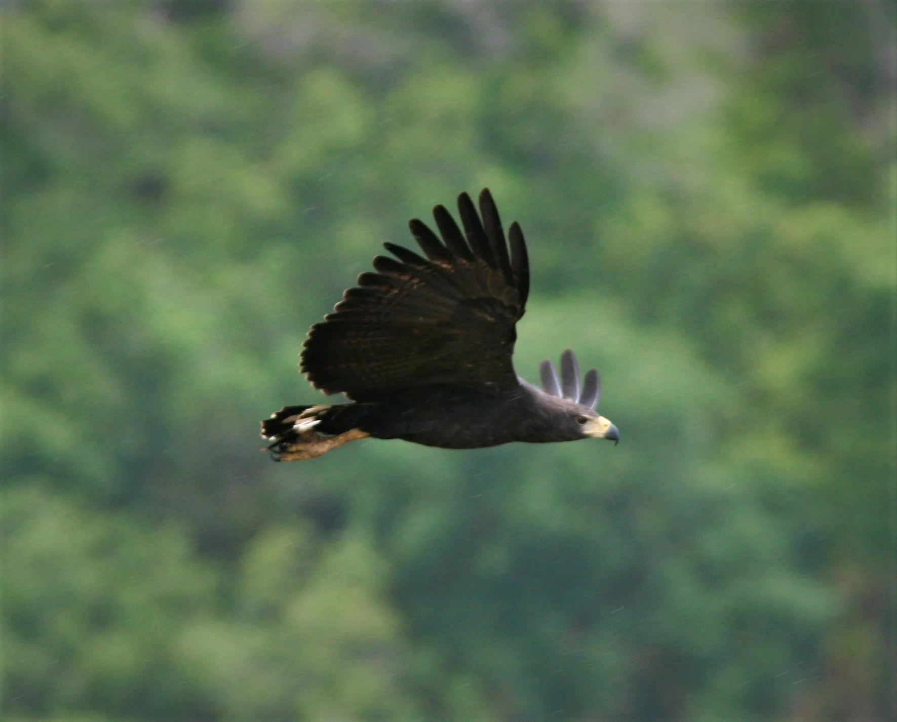Solitary Eagle3 Belize 2011 Ryan Phillips .jpg