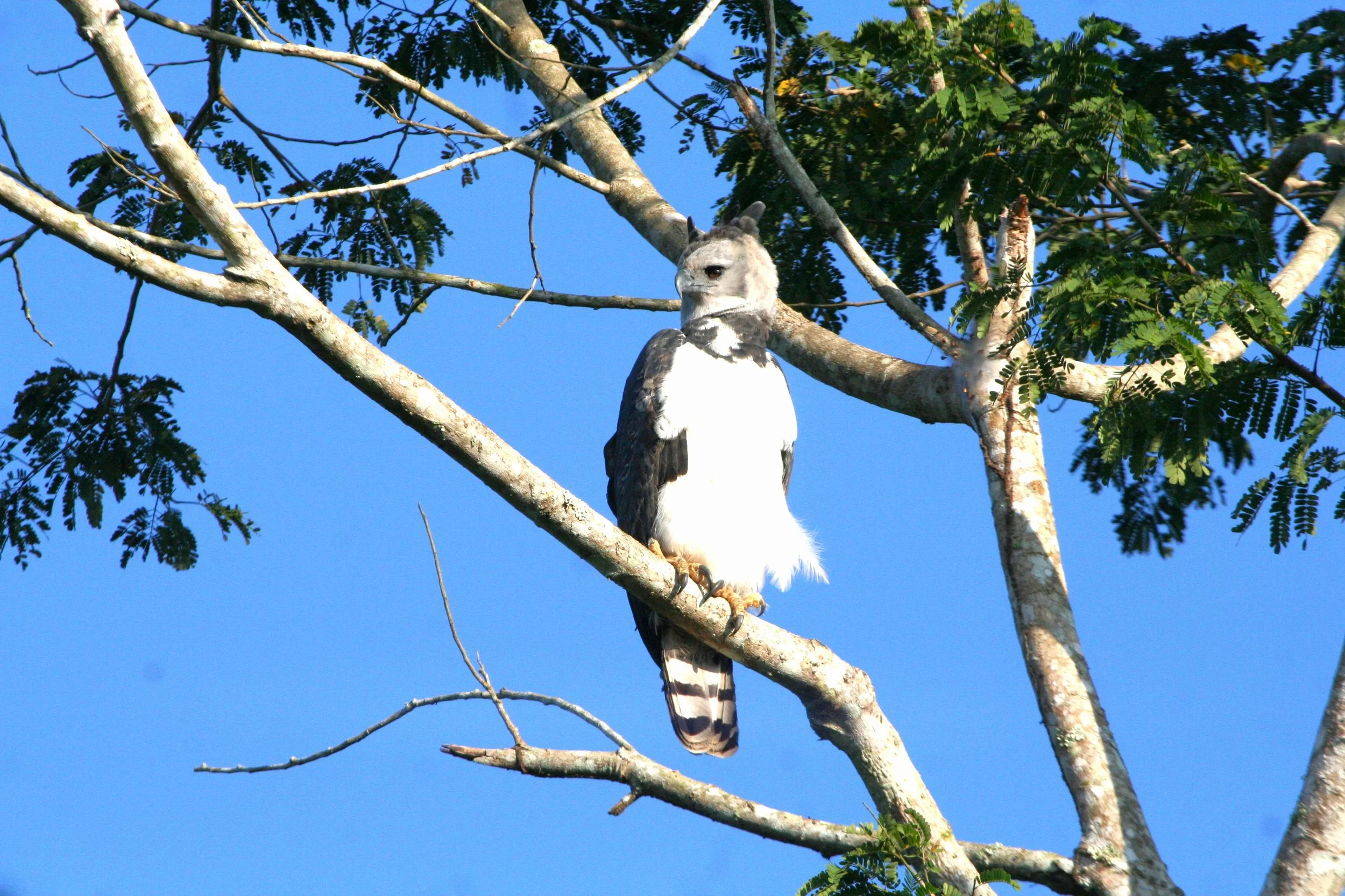 adult perch light.JPG