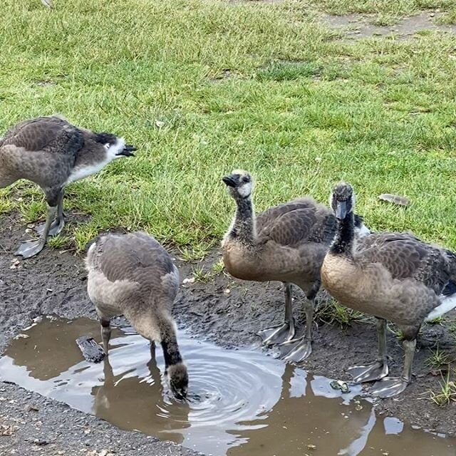 Morning geese. #morningvibes #seawall #yvr #vancouver #geese #goslings #watchyourstep #goodmorning #mondayvibes