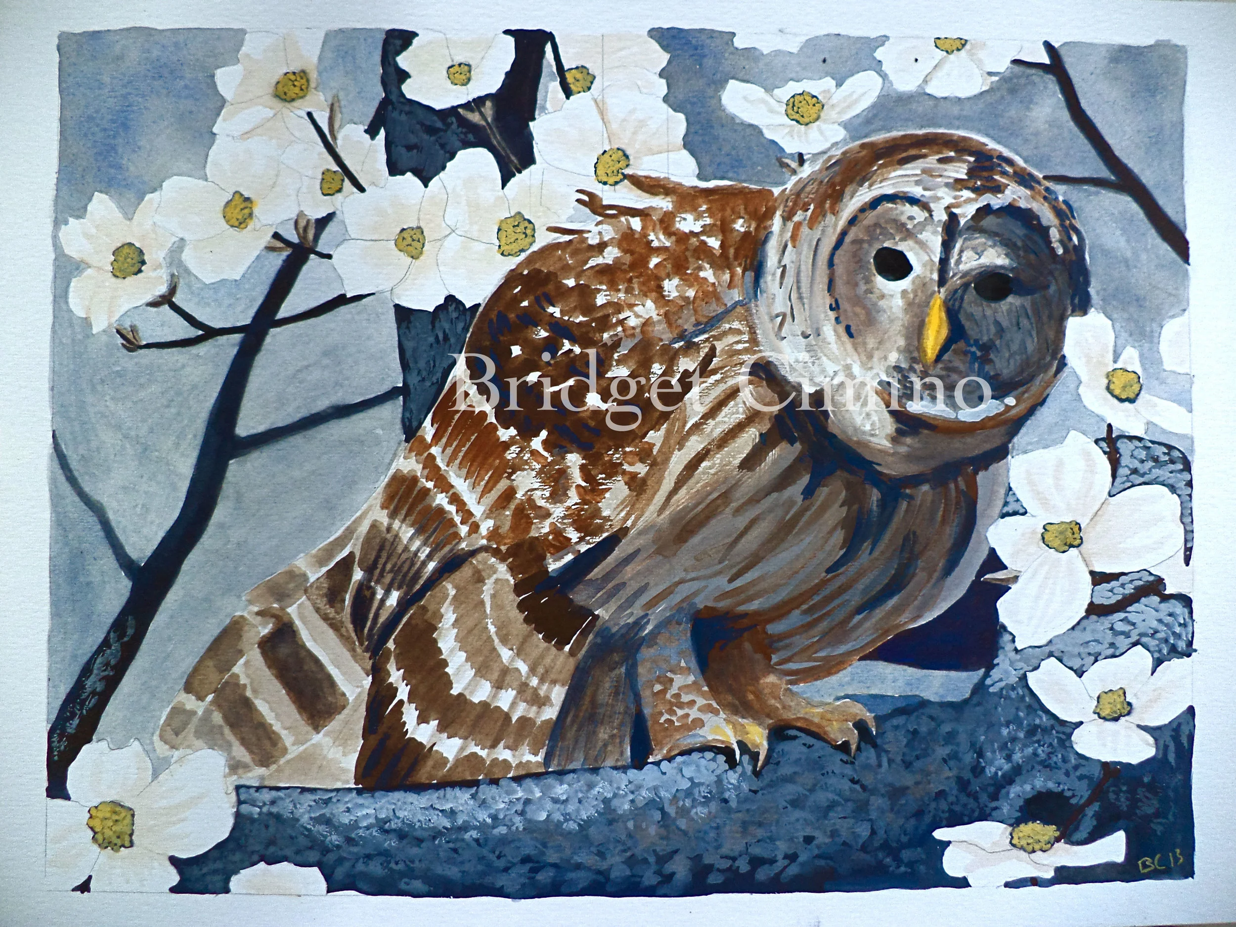 Barred Owl and Dogwood