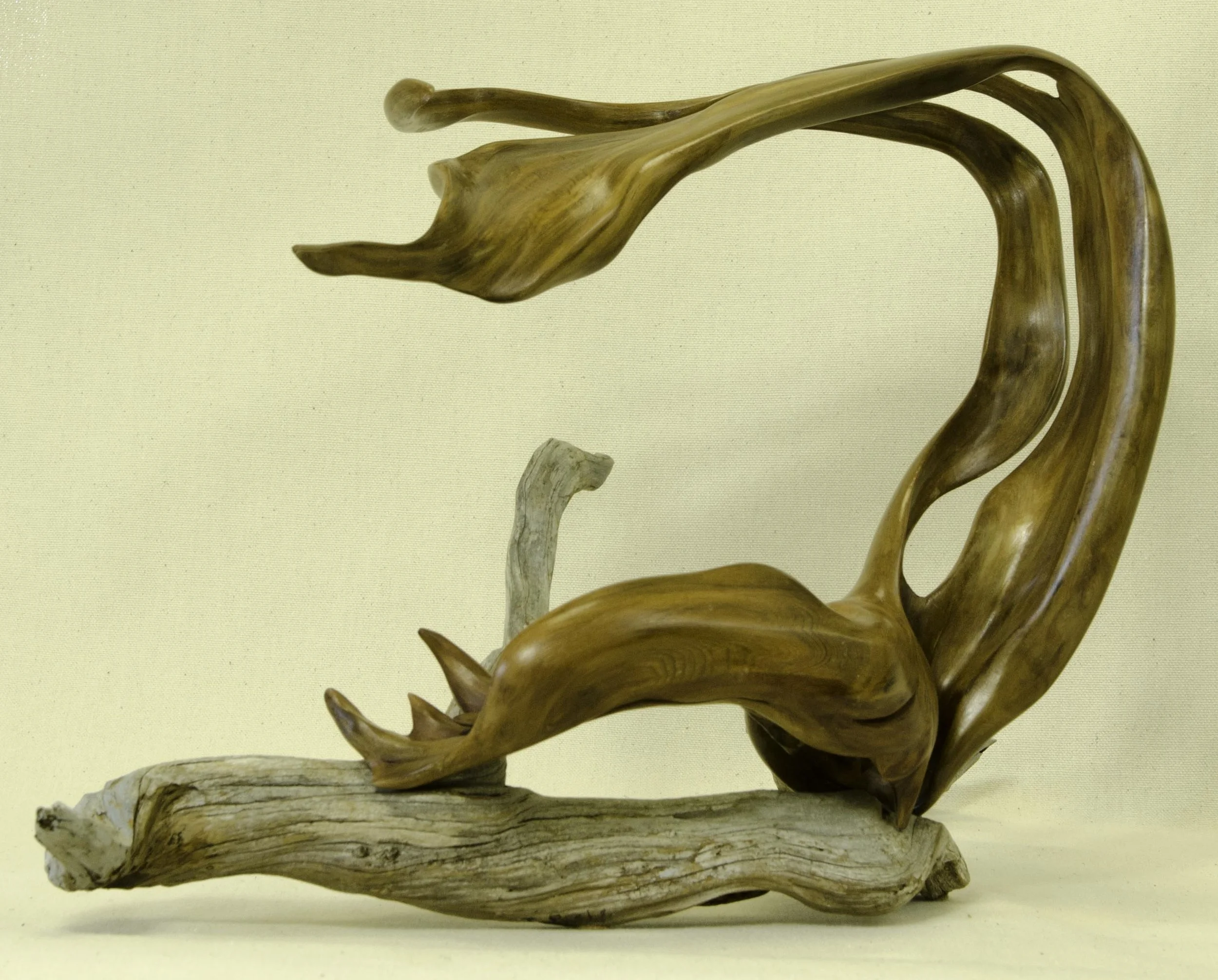 Nesting Swan by Tuttie Peetz