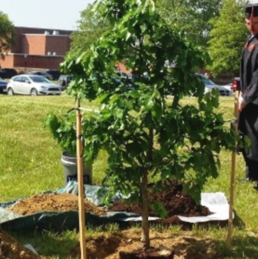 Grad Day Tree Planting