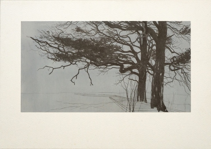 Into Ettrick 1 (Scots Pine, Boardwalk), 2014