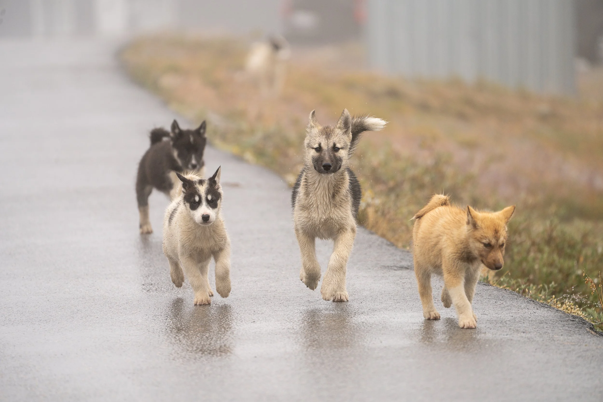 PNWventures-Denielle-Cowley-Greenland Web 1_18-2026-26.jpg