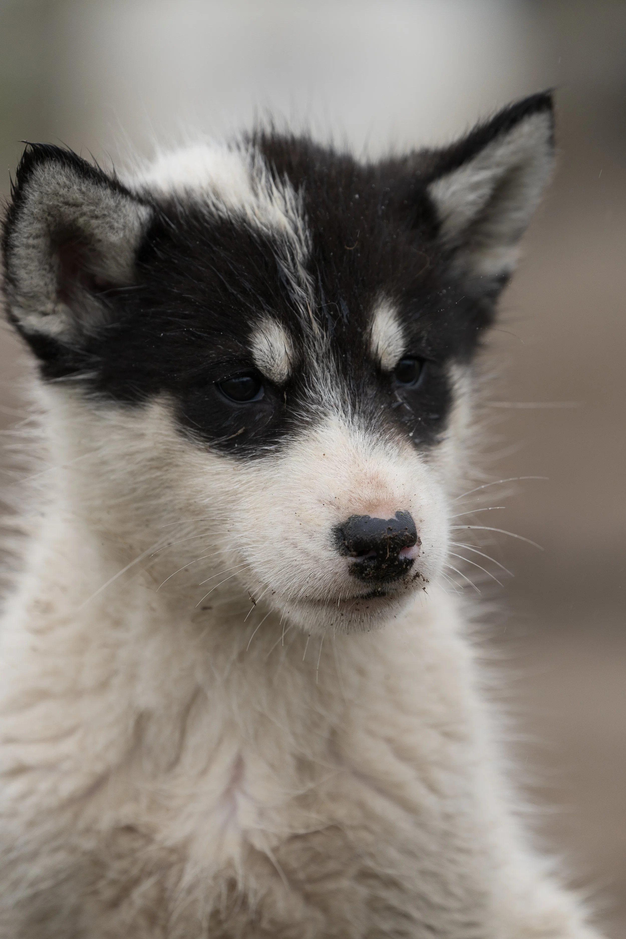 PNWventures-Denielle-Cowley-Greenland Web 1_18-2026-10.jpg