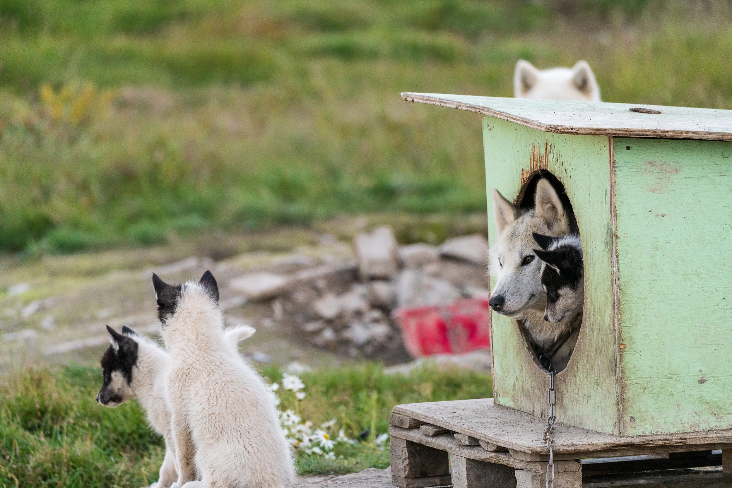 PNWventures-Denielle-Cowley-Greenland Web 1_18-2026-22.jpg