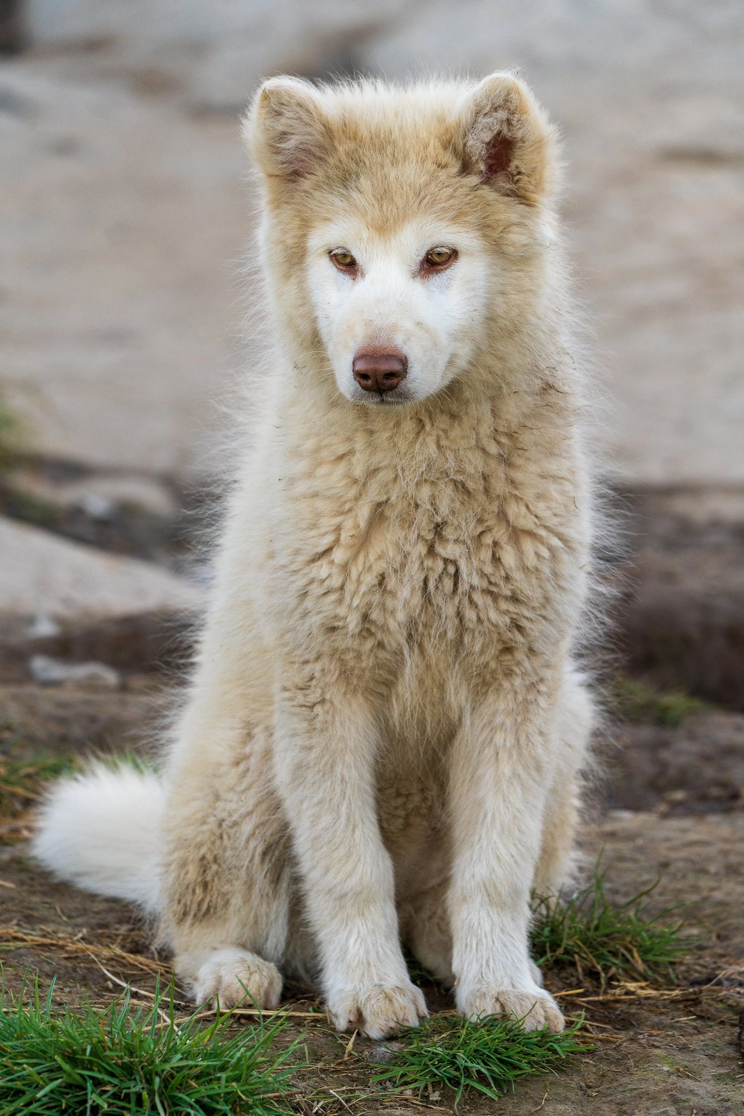 PNWventures-Denielle-Cowley-Greenland Web 1_18-2026-24.jpg