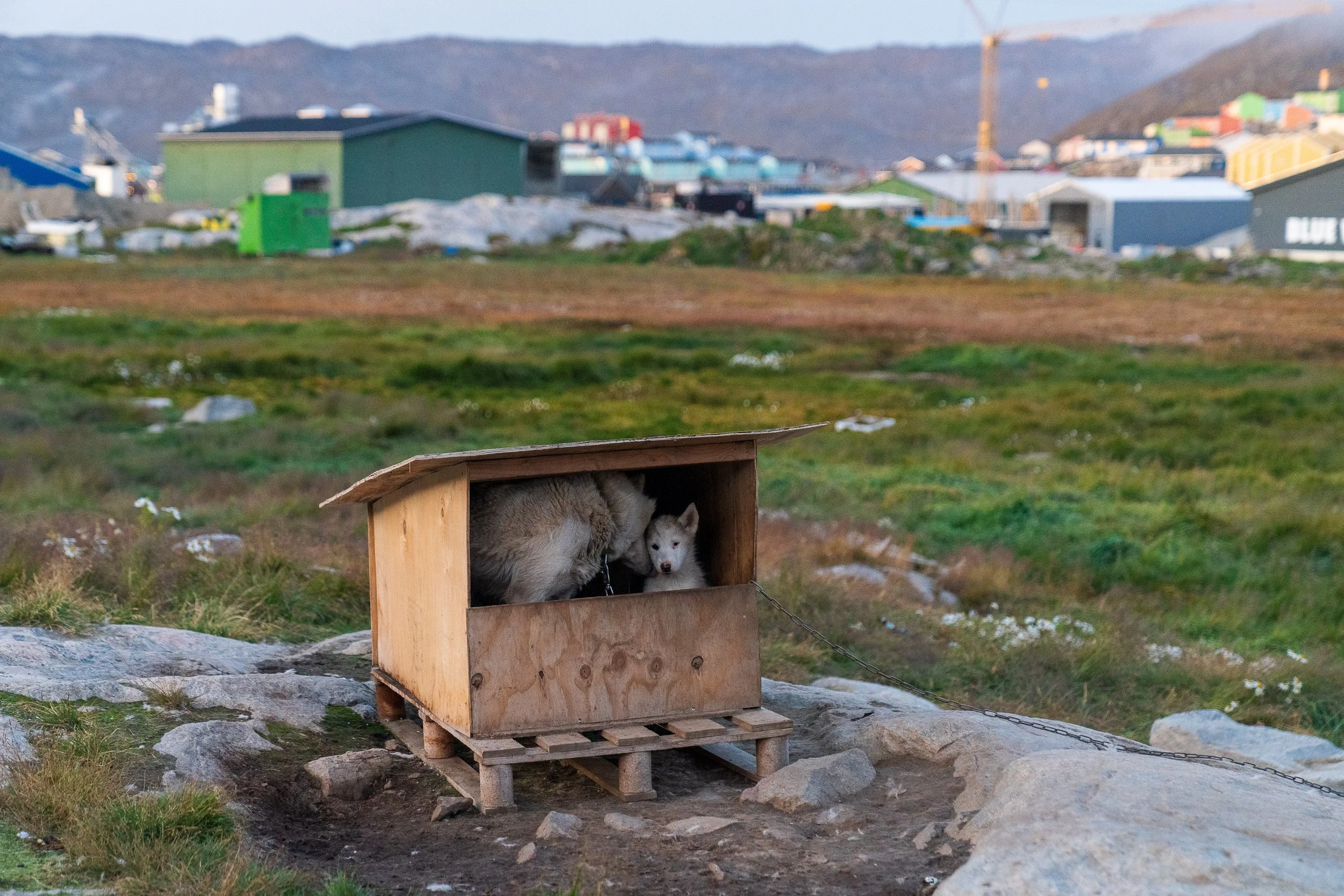 PNWventures-Denielle-Cowley-Greenland Web 1_18-2026-25.jpg