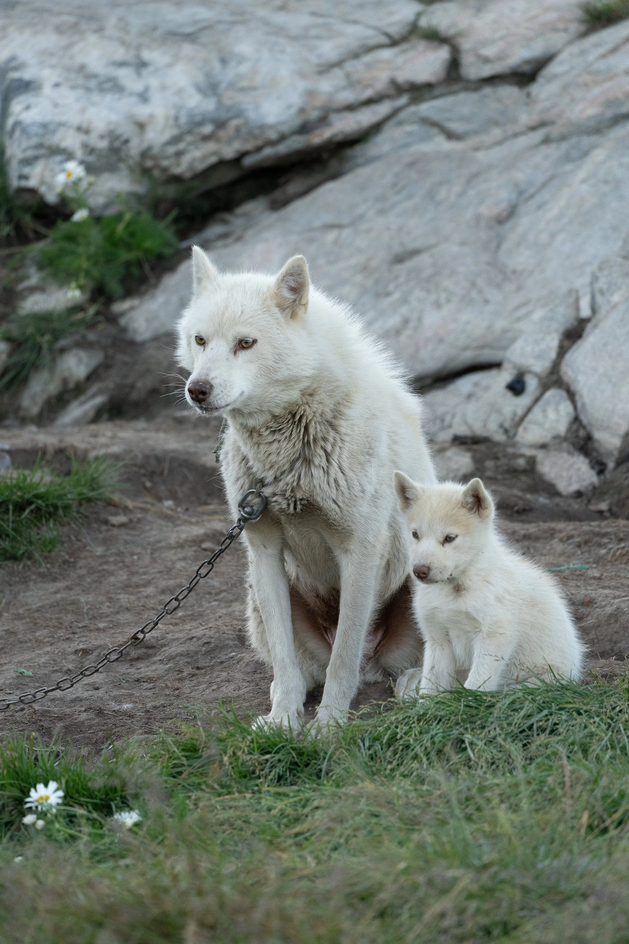 PNWventures-Denielle-Cowley-Greenland Web 1_18-2026-21.jpg